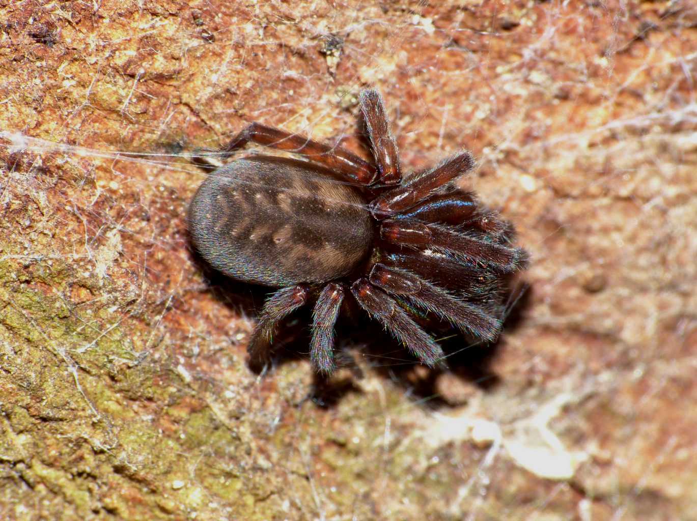 Amaurobius (ferox o erberi?) Sono A. erberi